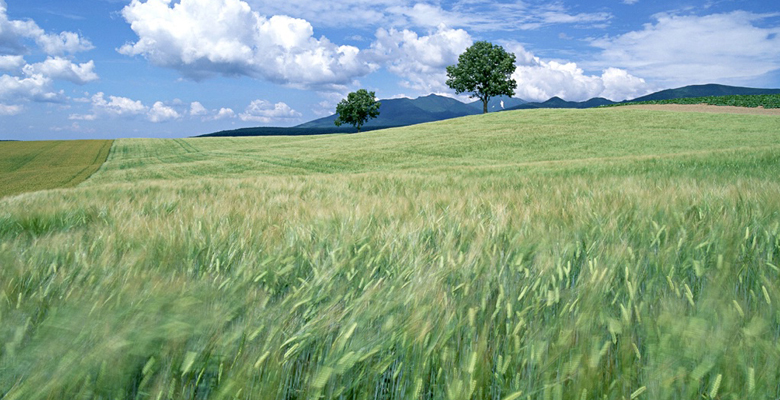 Fodor Családi Gazdaság